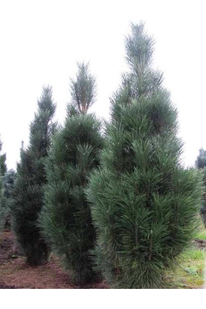 Сосна чорна / австрійська Фастiгiата